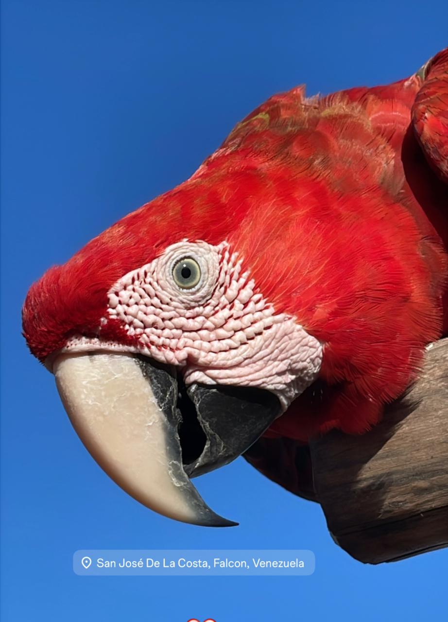 Guacamaya