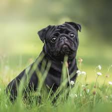 Pug